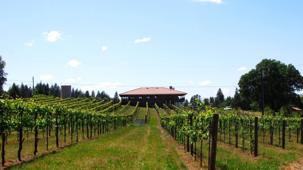Image gallery image: vineyard with winery in summer
