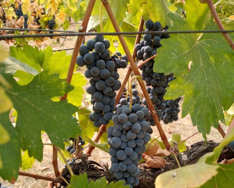 Tempranillo Grapes on the Vine