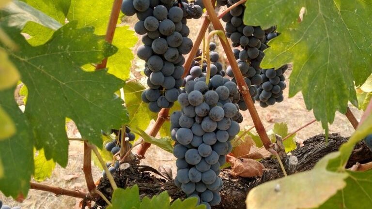 close up of tempranillo grapes on vine
