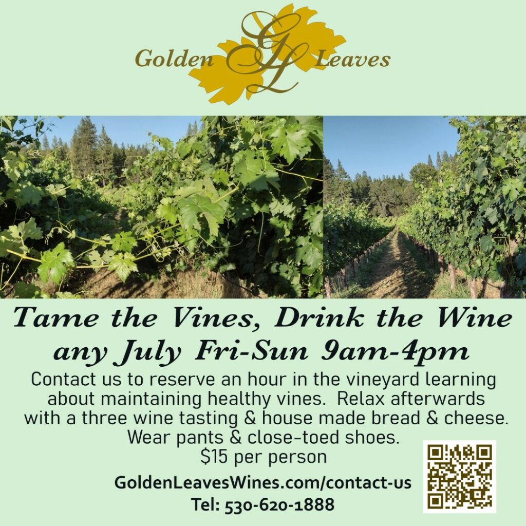 Golden Leaves Tame the Vines, Drink the Wine any July Fri-Sun 9am-4pm
Contact us to reserve an hour in the vineyard learning about maintaining healthy vines.  Relax afterwards with a three wine tasting & house made bread & cheese.  Wear pants & close-toed shoes.  $15 per person
GoldenLeavesWines.com/contact-us
Tel: 530-620-1888